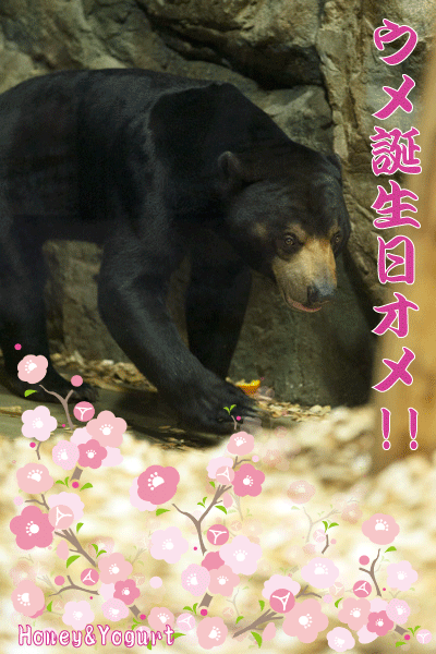 札幌市　円山動物園　マレーグマ　ウメキチ
