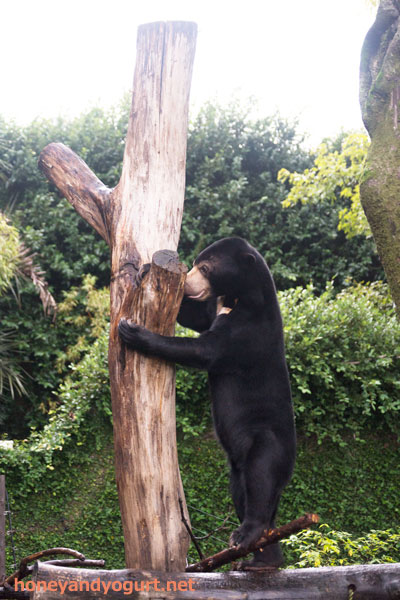 上野動物園 マレーグマ フジ