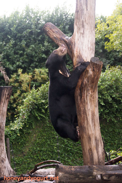 上野動物園 マレーグマ フジ