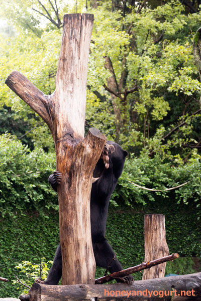 上野動物園 マレーグマ フジ