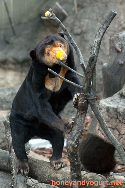 上野動物園 マレーグマ キョウコ