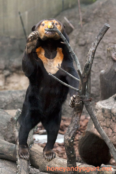 上野動物園 マレーグマ キョウコ