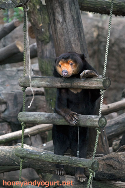 上野動物園 マレーグマ キョウコ