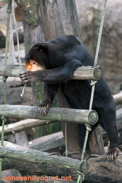 上野動物園 マレーグマ キョウコ