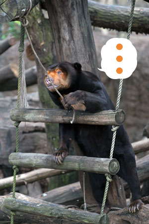 上野動物園 マレーグマ キョウコ