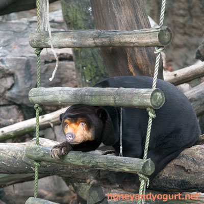 上野動物園 マレーグマ キョウコ