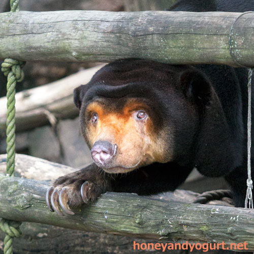 上野動物園 マレーグマ キョウコ