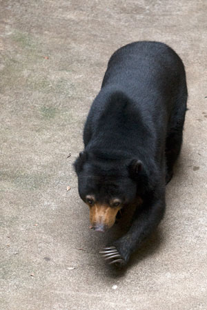 上野動物園 マレーグマ モモコ