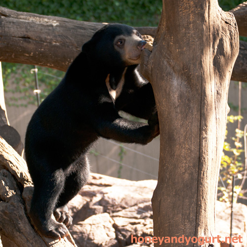 上野動物園 マレーグマ フジ