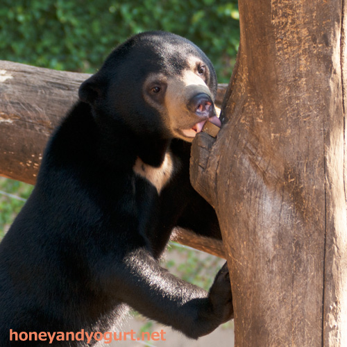 上野動物園 マレーグマ フジ