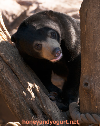 上野動物園 マレーグマ フジ