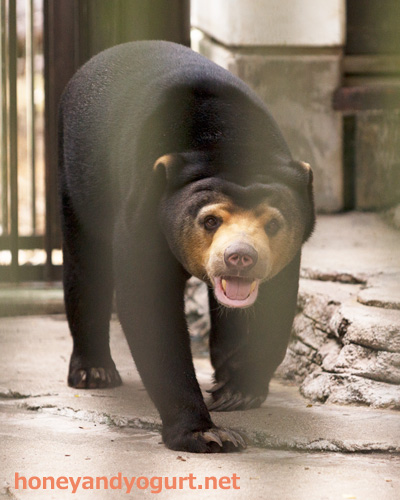 とべ動物園　マレーグマ　ノア