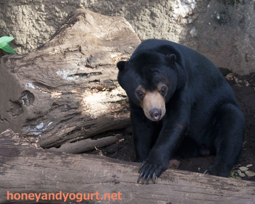 上野動物園 マレーグマ フジ