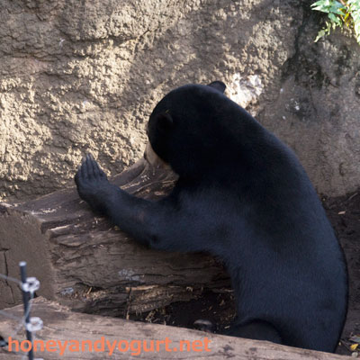 上野動物園 マレーグマ フジ