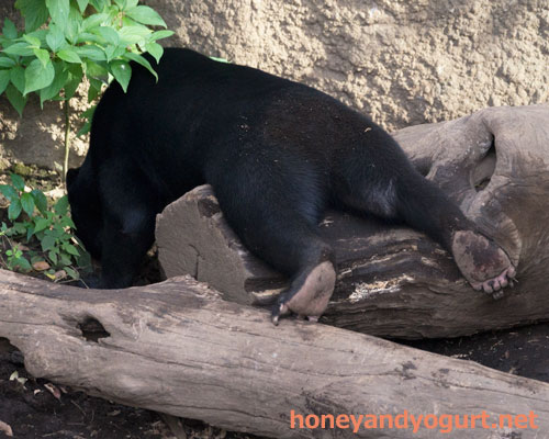 上野動物園 マレーグマ フジ