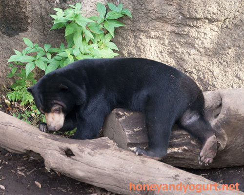 上野動物園 マレーグマ フジ