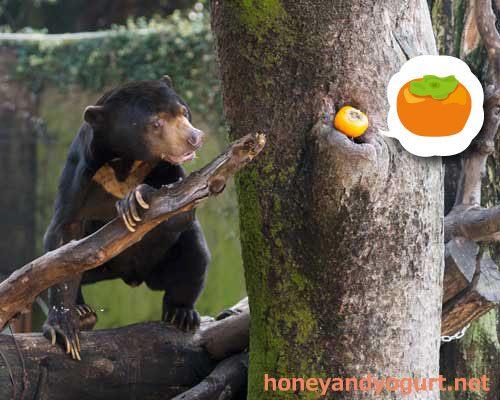 上野動物園 マレーグマ アズマ