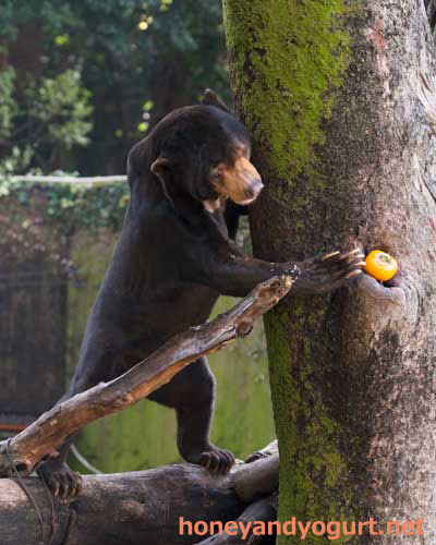 上野動物園 マレーグマ アズマ