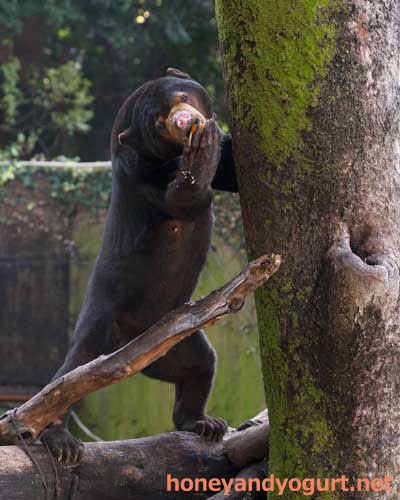 上野動物園 マレーグマ アズマ
