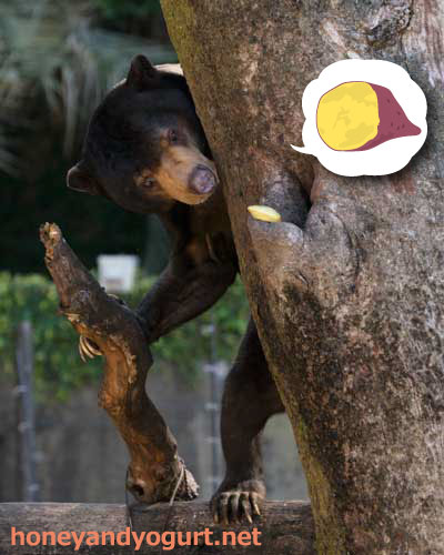 上野動物園 マレーグマ アズマ