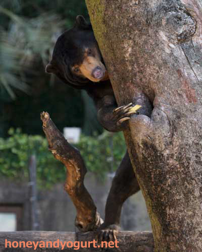 上野動物園 マレーグマ アズマ