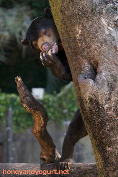 上野動物園 マレーグマ アズマ