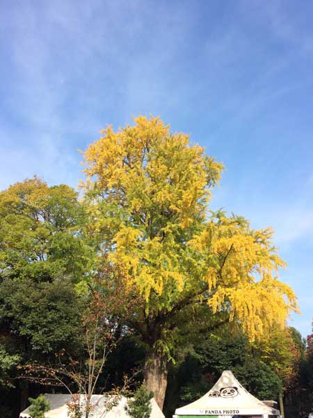 上野動物園 東園 イチョウ
