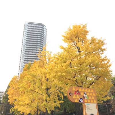 上野動物園 西園 イチョウ