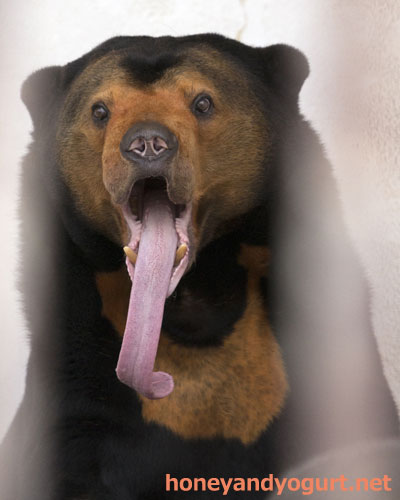 徳山動物園 マレーグマ マーヤ