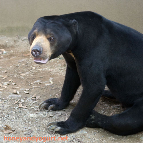 福岡市動物園 マレーグマ サニー