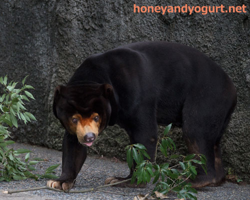 豊橋 のんほいパーク マレーグマ シャンシャン