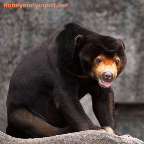 のんほいパーク マレーグマ シャンシャン