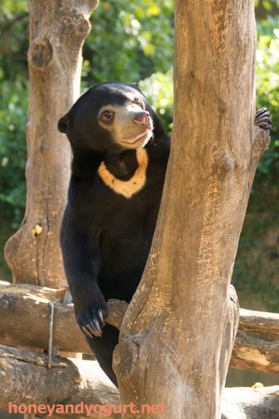 上野動物園 マレーグマ フジ