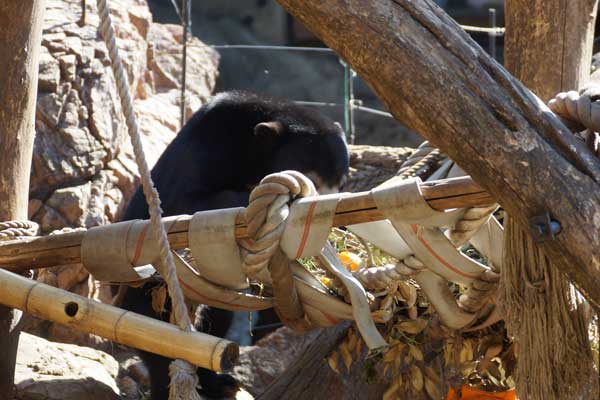上野動物園 マレーグマ舎