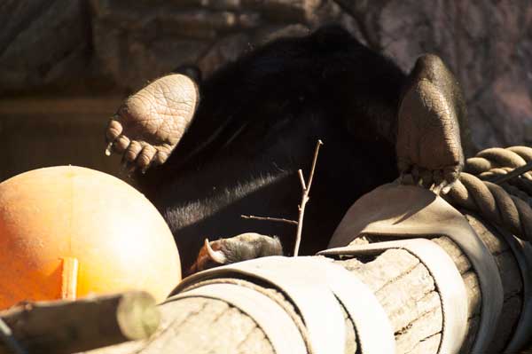 上野動物園 マレーグマ フジ