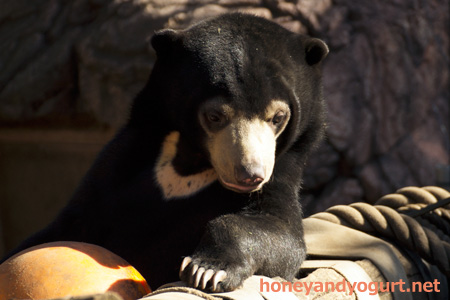 上野動物園 マレーグマ フジ