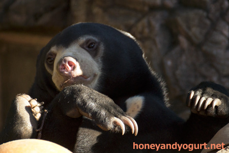 上野動物園 マレーグマ フジ
