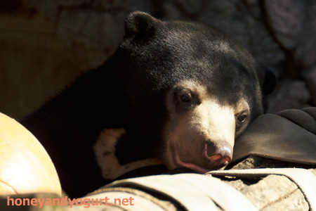 上野動物園 マレーグマ フジ