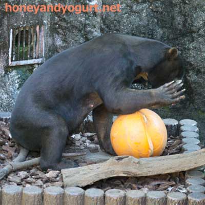 上野動物園　マレーグマ　アズマ