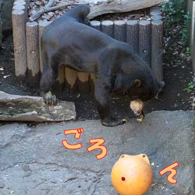 上野動物園　マレーグマ　アズマ