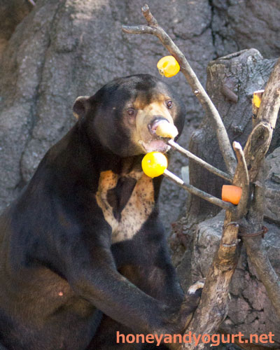 上野動物園　マレーグマ　アズマ