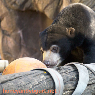 上野動物園　マレーグマ　フジ
