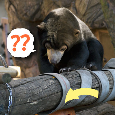 上野動物園　マレーグマ　フジ