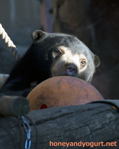 上野動物園　マレーグマ　フジ