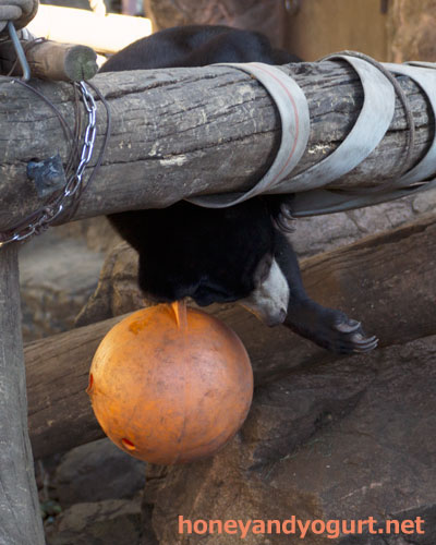 上野動物園　マレーグマ　フジ