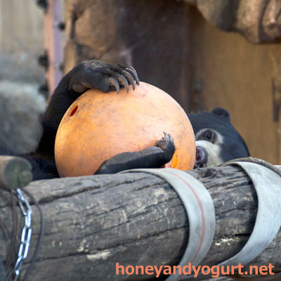 上野動物園　マレーグマ　フジ