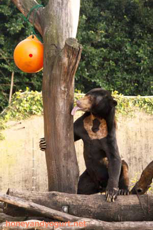 上野動物園 マレーグマ アズマ