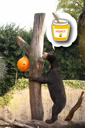 上野動物園 マレーグマ アズマ