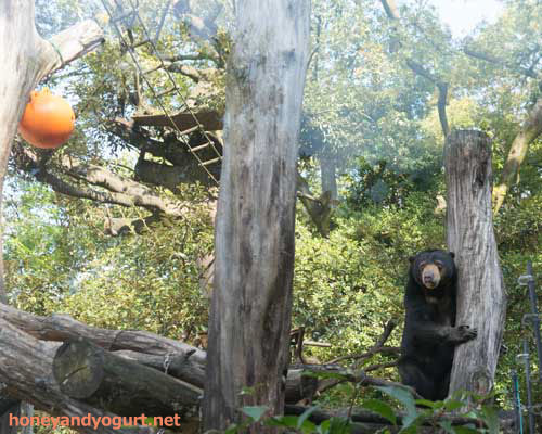 上野動物園 マレーグマ モモコ