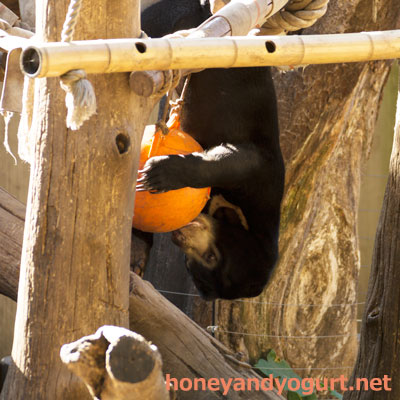 上野動物園 マレーグマ フジ